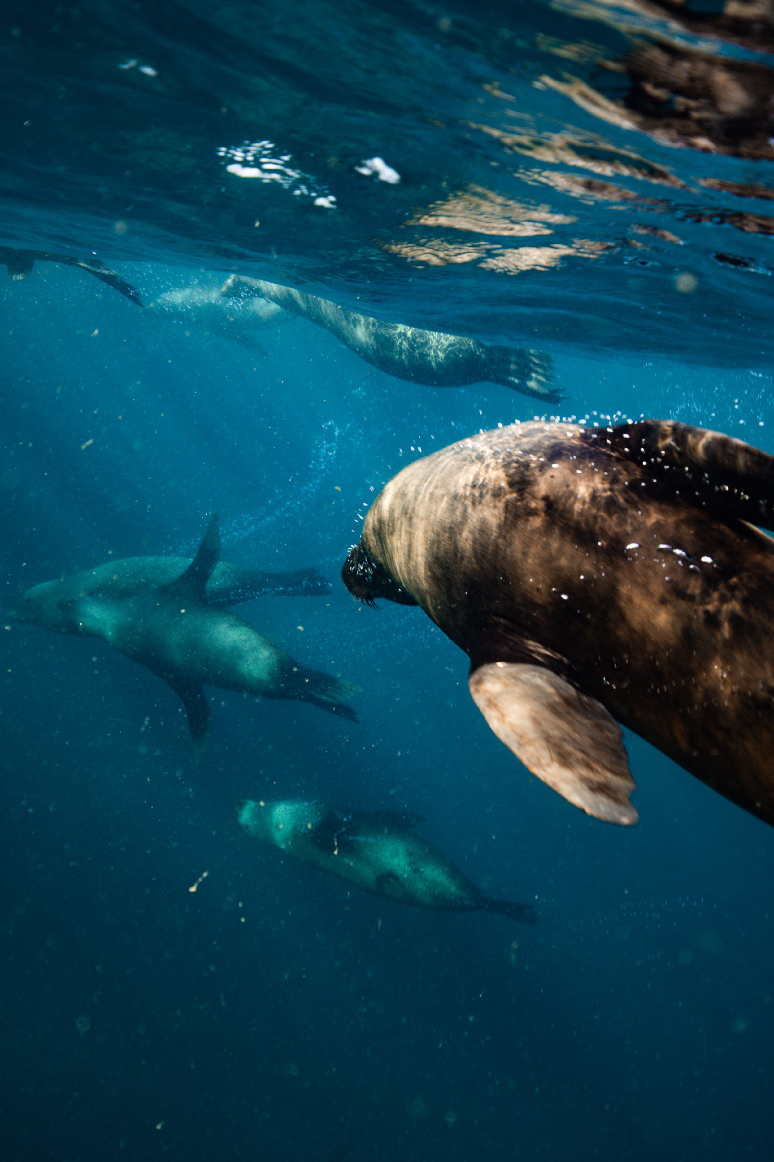 Seal Swim