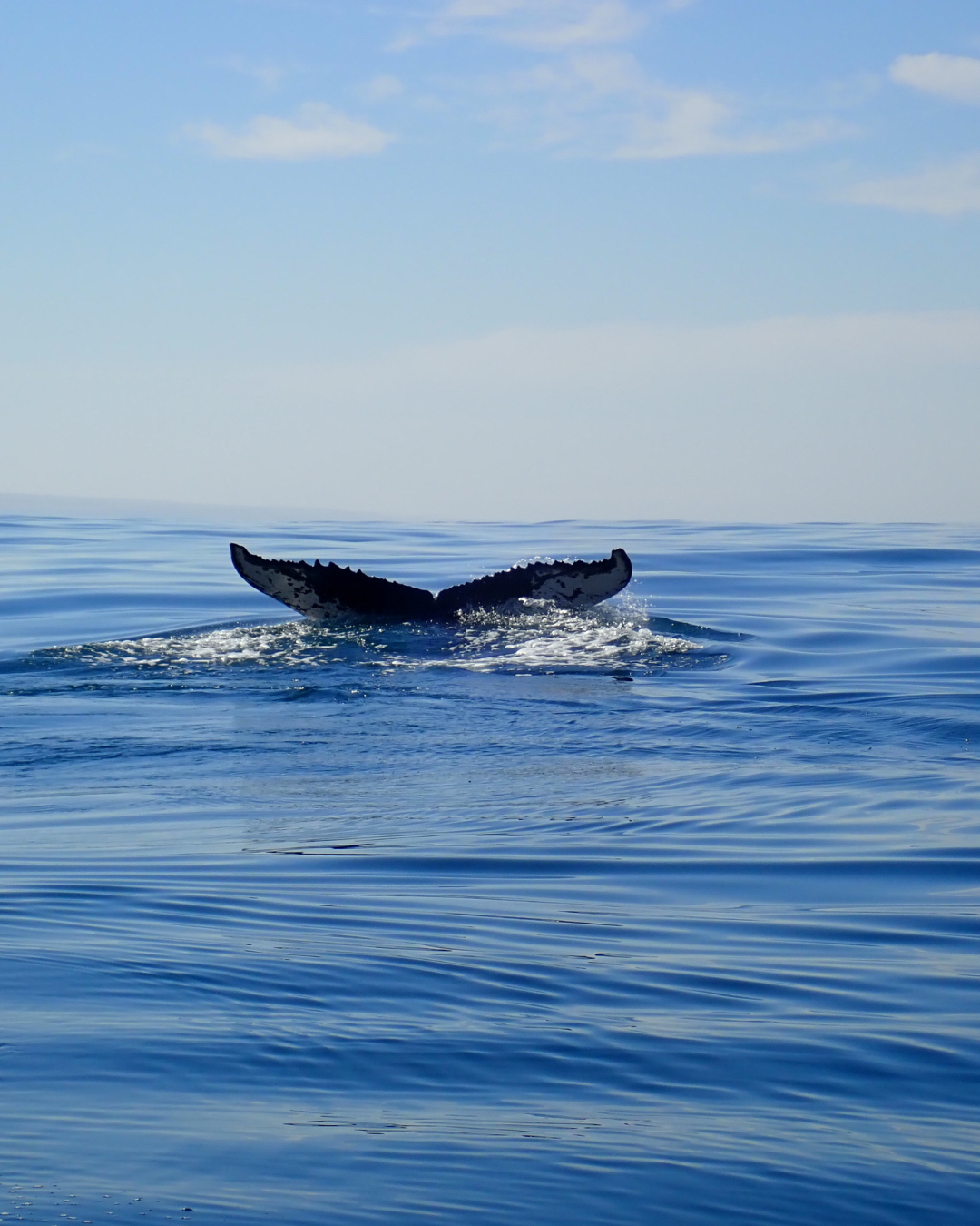 Whale SEAson (3).png