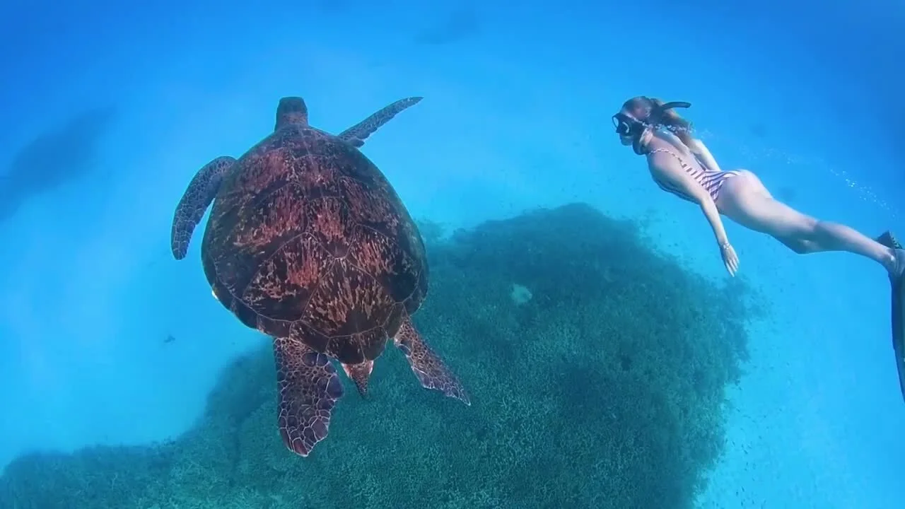 turtle 1.jpg (Copy)