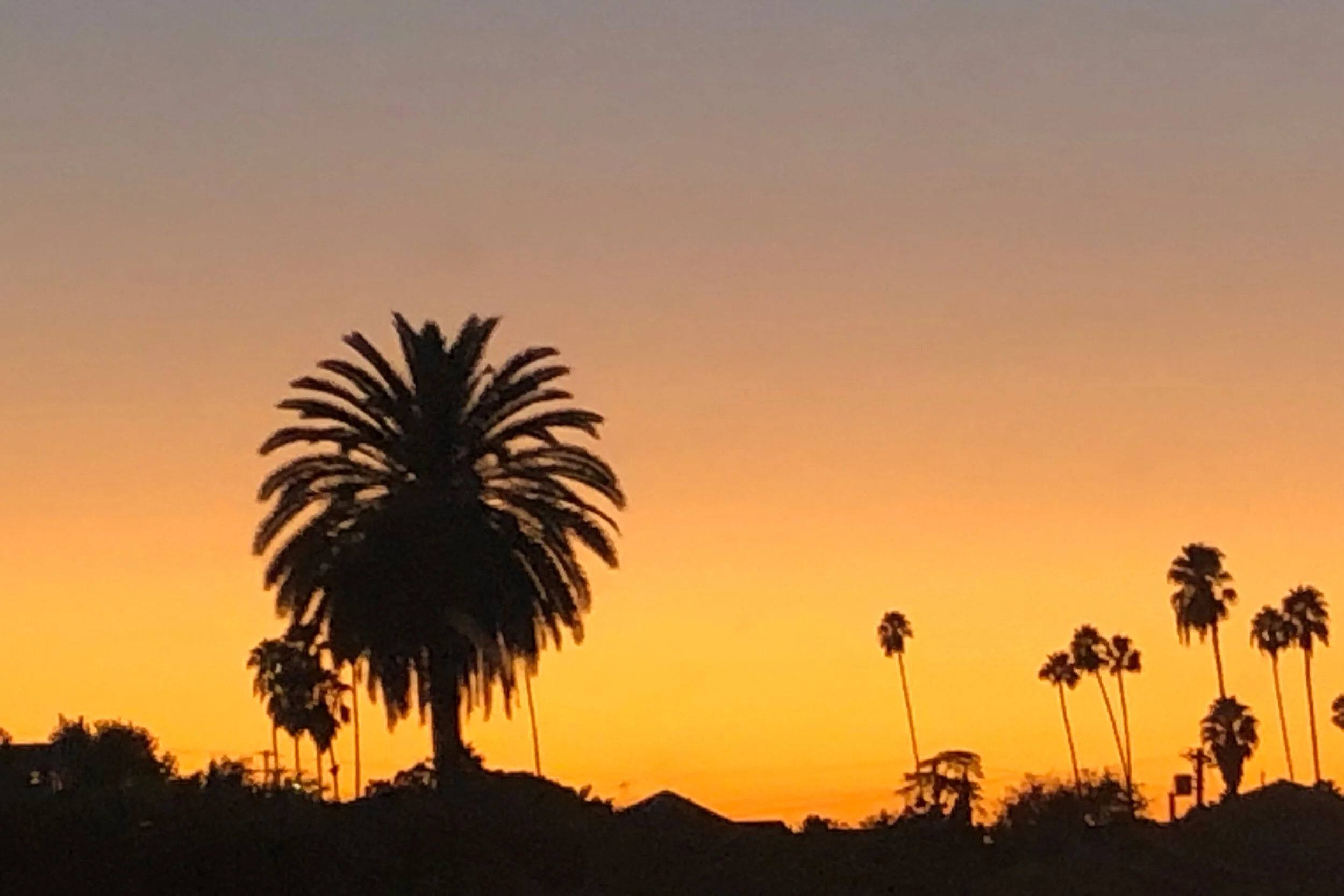 LA PALM TREES