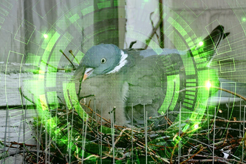 Many deterrent devices such as spikes may help for a short period of time but eventually the birds adapt and educate their young to do the same.