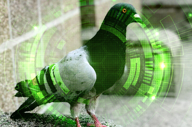 Reducing birds on your property is a positive thing you can to do to help prevent the spread of disease.&nbsp;