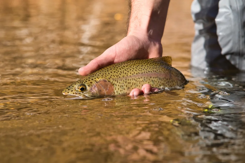 Fly Fishing Zion National Park Land Of The Pine