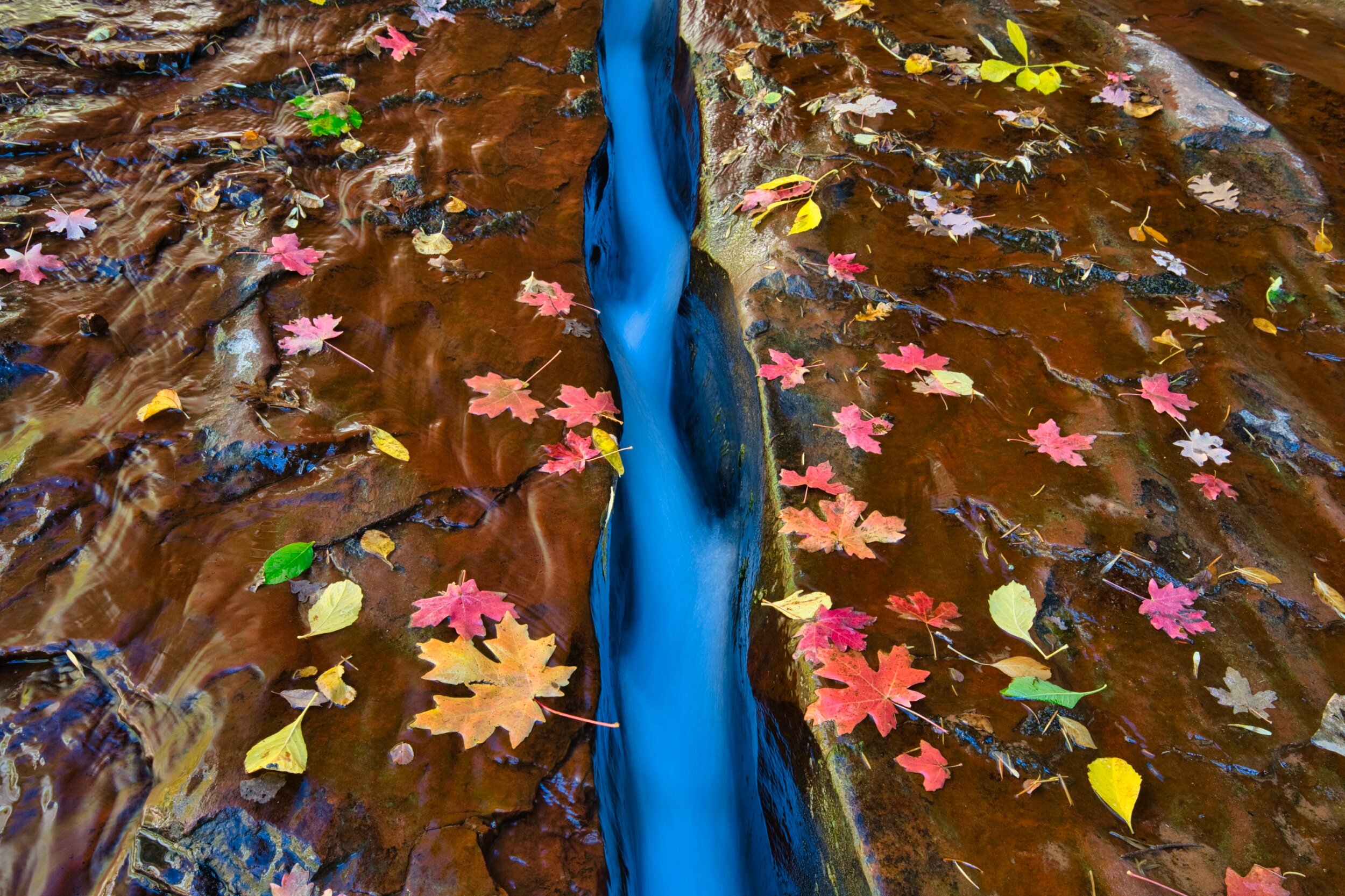Fall colors in all their shapes and hues on display as we near the Subway