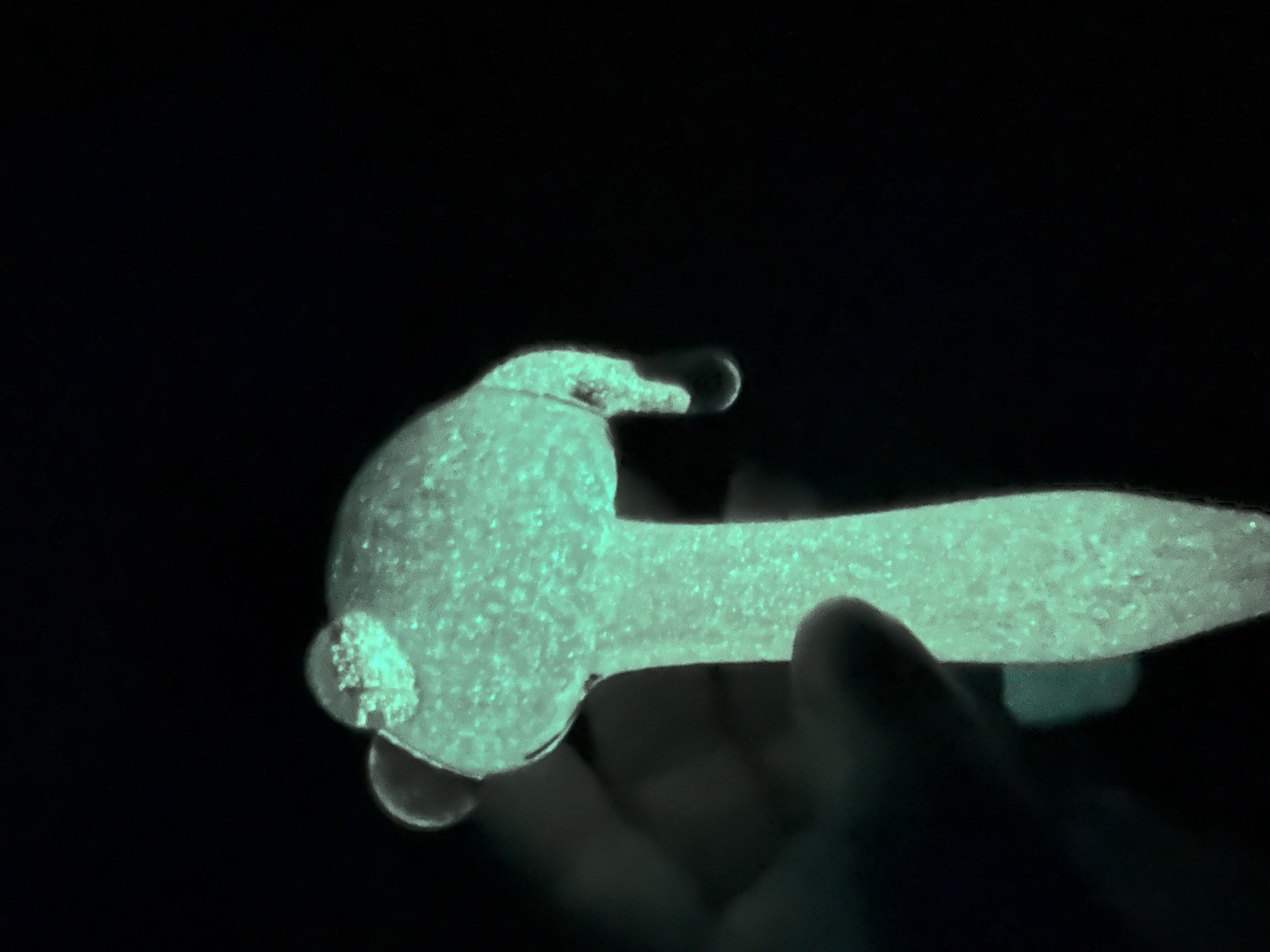 352725E0-E73D-463F-BF28-A969D0A2A2BF.jpeg