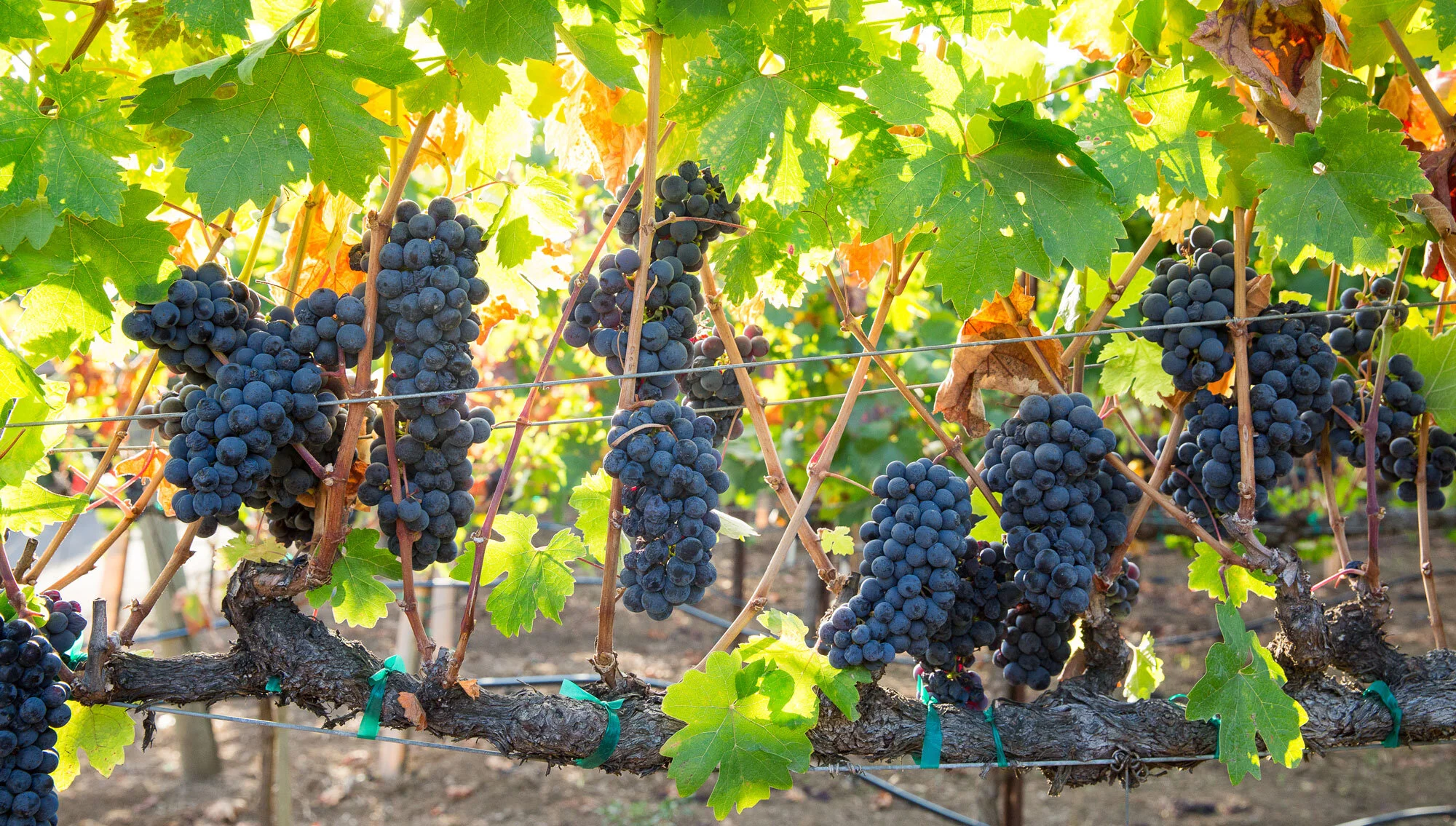 The Vineyard — De La Montanya Vineyards & Winery