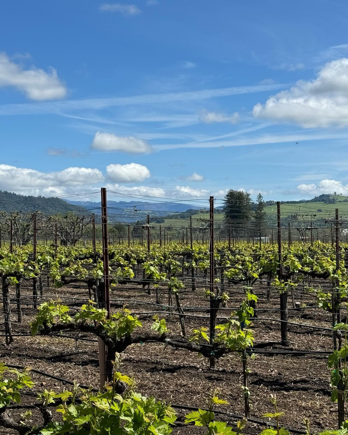 This week has been a busy one! Bottling our whites and wrapping up our Spring Wine Club customization. Amongst all this, Vinny is making great progress 🌱 

#winery #wine #winelover #winetasting #vino #instawine #dlmwine #healdsburgca #delamontanyawi