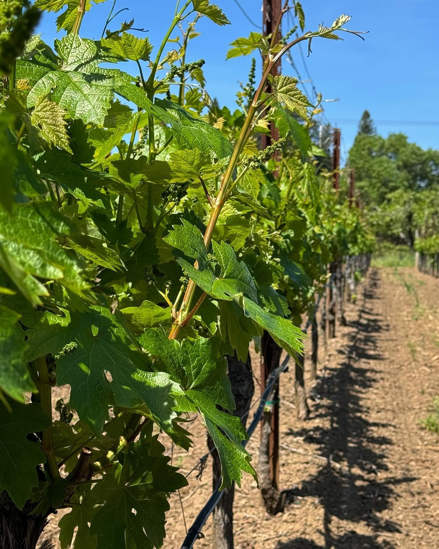 Another week down and Vinny continues to get taller 🌱 Fun Fact: Every vineyard acre produces roughly 1.5-7 tons of grapes. Every ton of grapes makes roughly 150 gallons of wine 😍🍷

Remember to turn our post notifications on so you won&rsquo;t miss