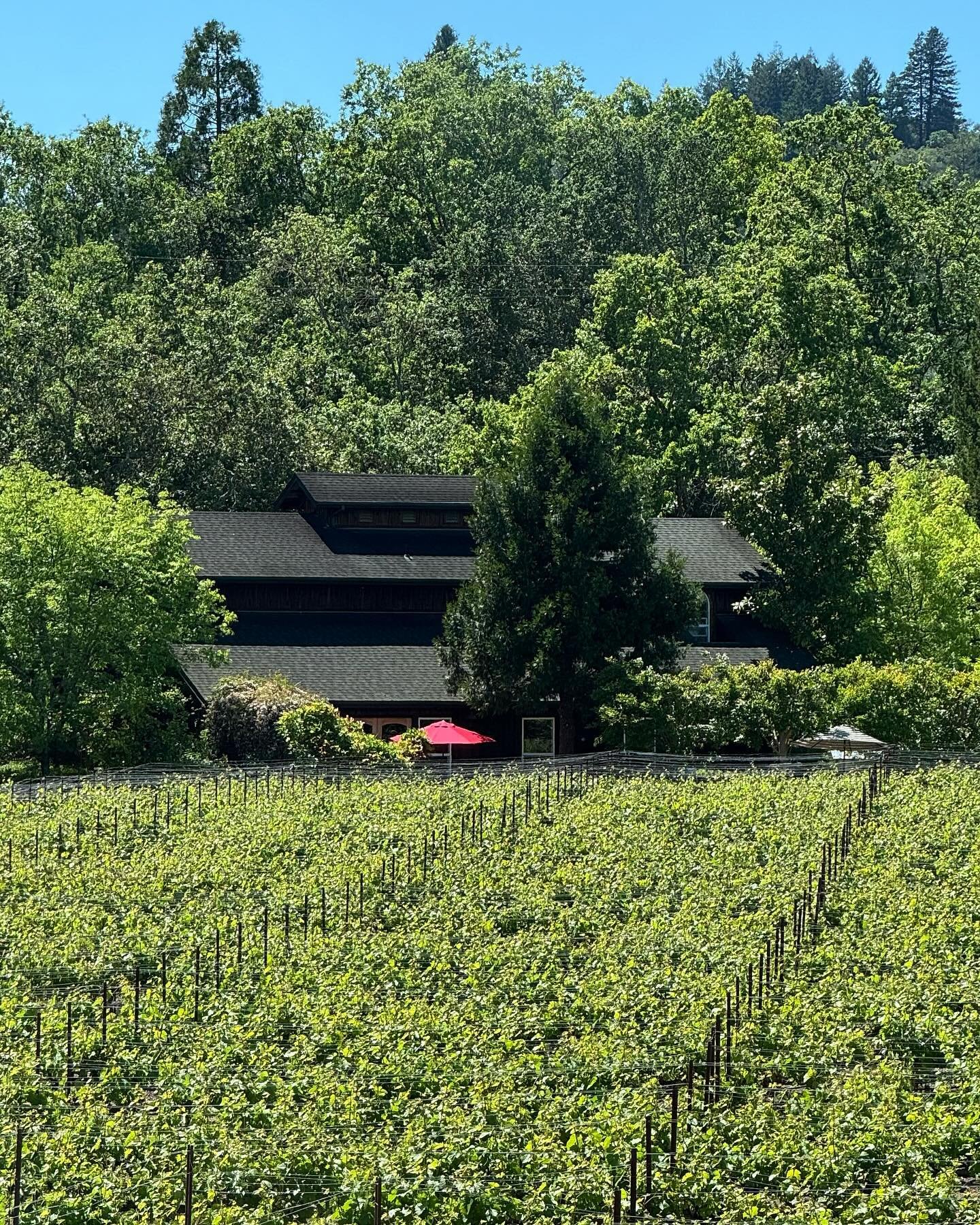 Can you spot Vinny? 🌱👀 

Vinny is another vine at our Felta Creek Zinfandel Vineyard, located just outside our tasting room window, in the Dry Creek Valley. Book a reservation today to come visit Vinny the Vine and all his pals. 

Did you know, nea