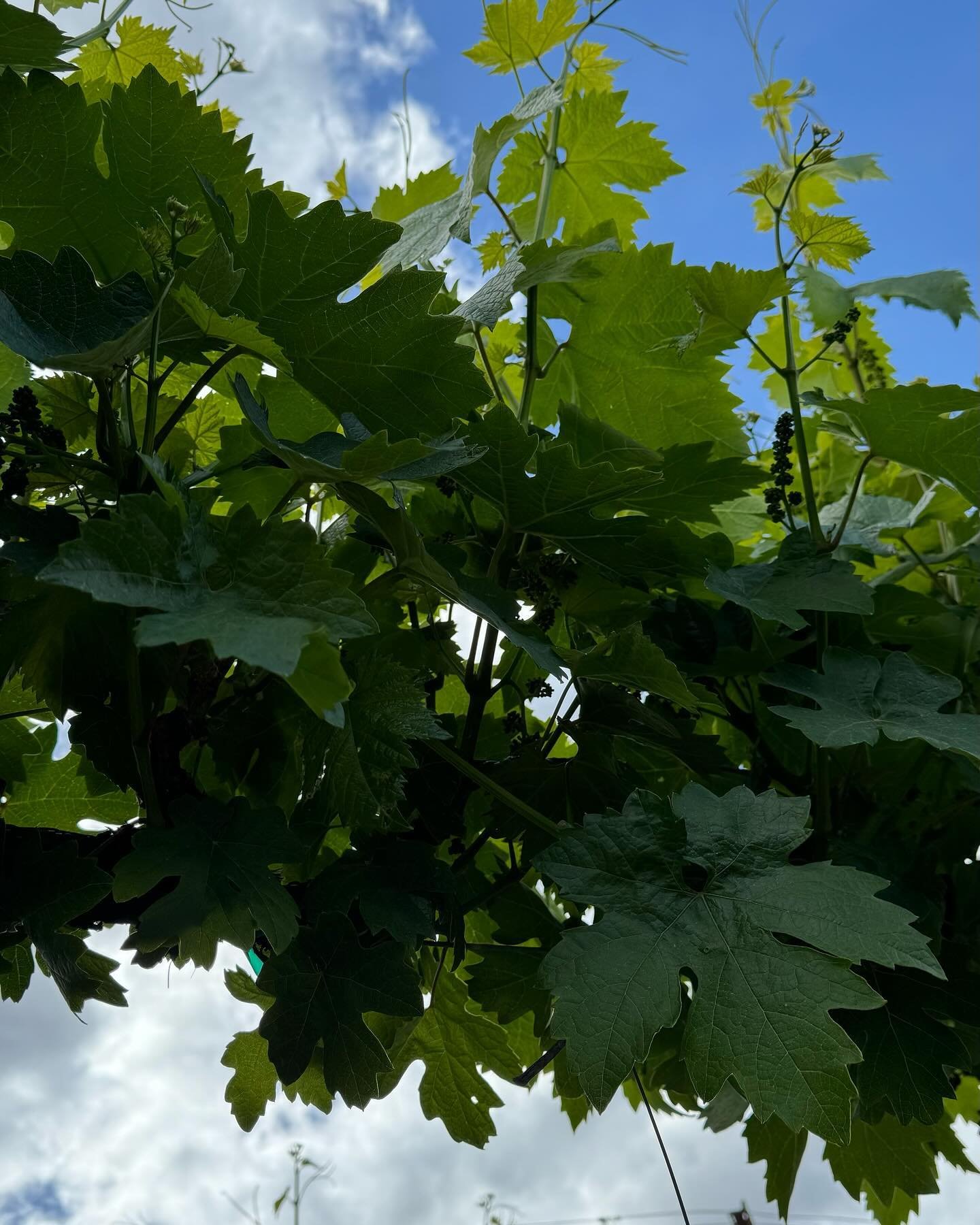 Vinny is coming along well in the Flower Cluster Initiation stage of his growth. Flowering coming soon &hellip;🌱😁

Did you know, growth in vineyards starts off slowly, with the expansion of leaves and shoots and the development of cluster florets. 