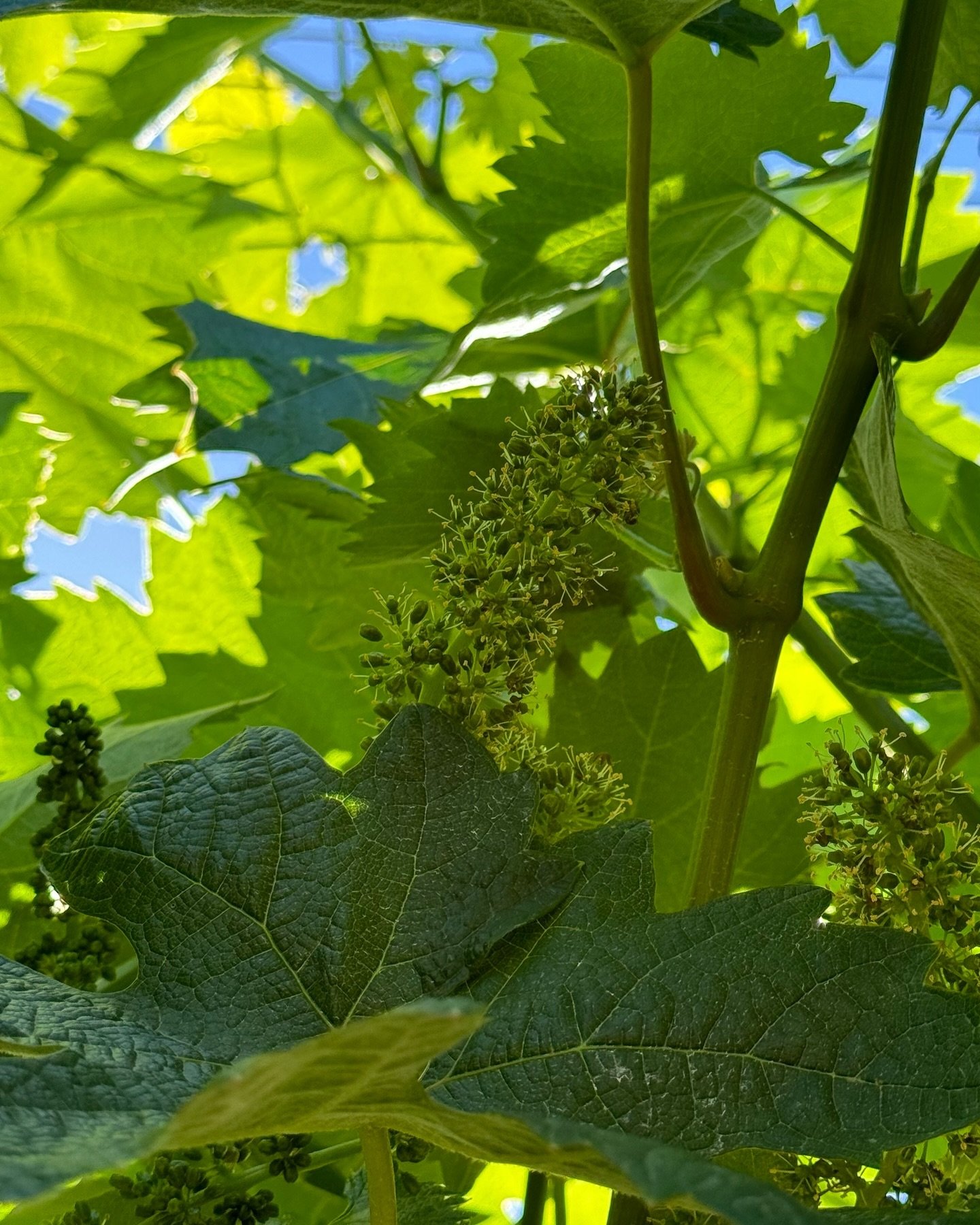 Vinny is flowering!! 🌱🌸 This phase is a pivotal moment marking the beginning of fruit development, where tiny blossoms emerge, signaling the birth of future harvests. It&rsquo;s a time of delicate beauty and crucial growth, setting the stage for th