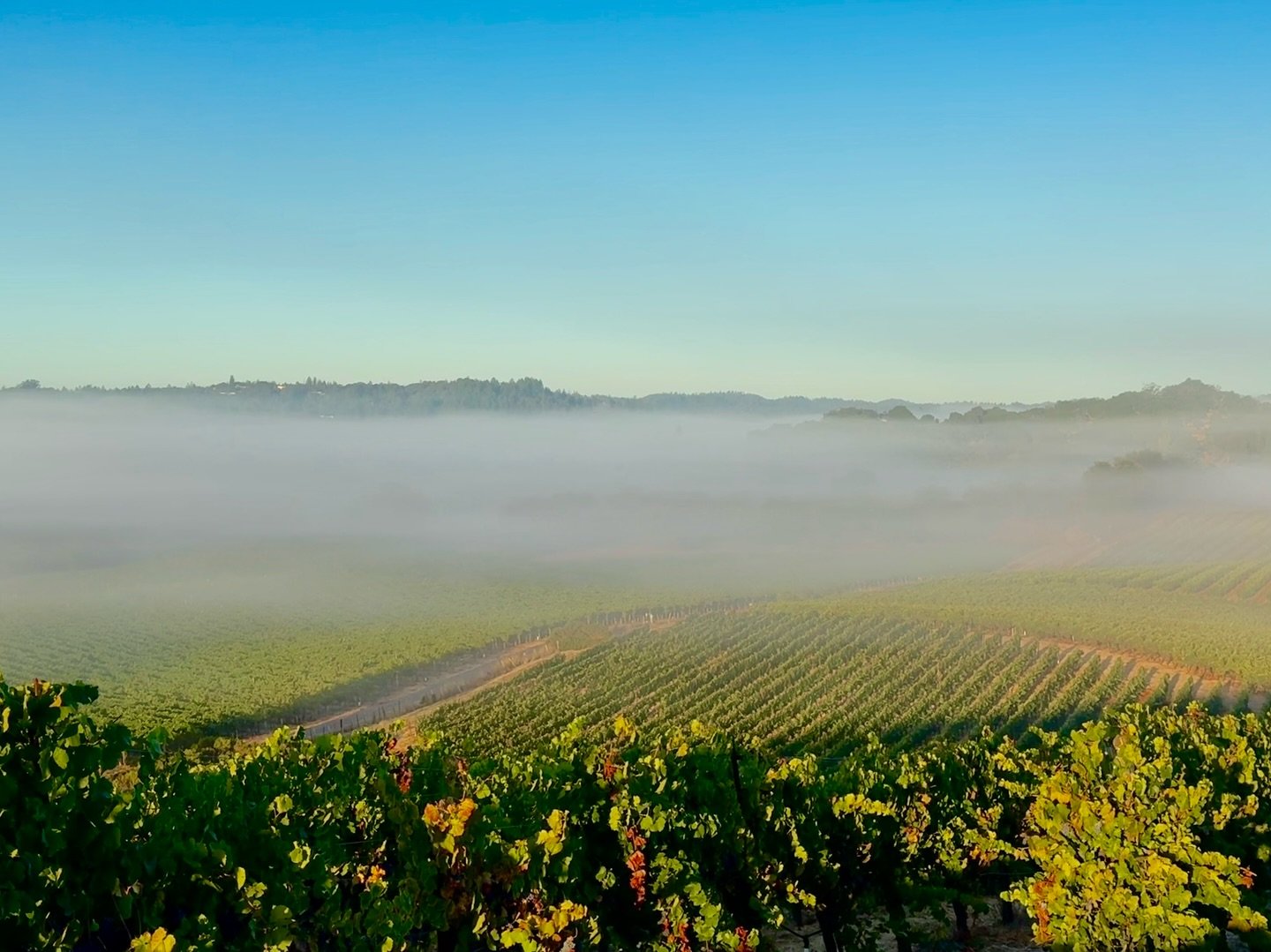 Morning magic in the Russian River Valley 🍇✨ The marine layer blankets the vineyard, bringing cool, moist air from the Pacific. This natural cooling helps regulate temperatures, slowing grape ripening and preserving acidity for well-balanced wines. 