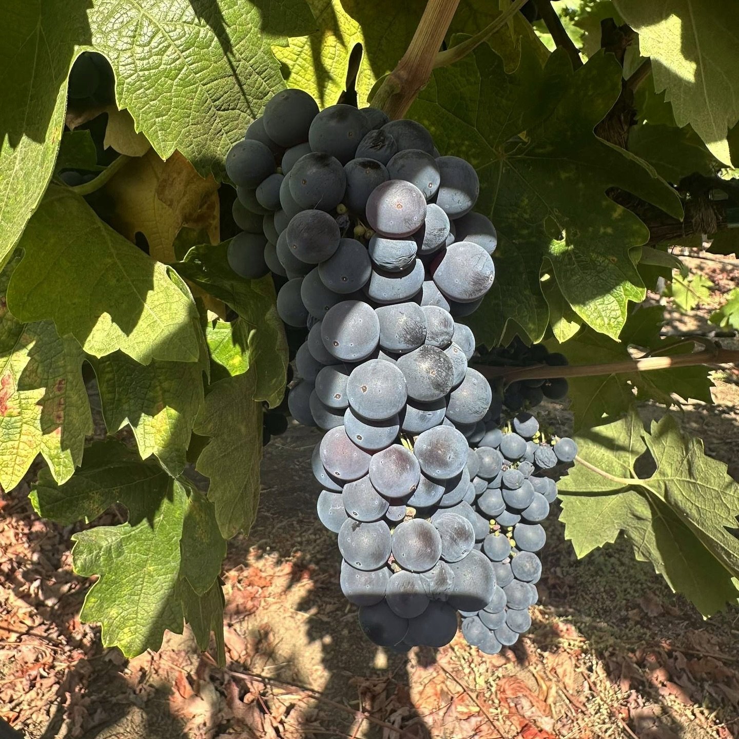 Vinny soaking up the sunshine ☀️ this week is about to be very busy for us. Harvest is coming into full swing. Everyone wish Jarod, Andrew and Dylan luck!