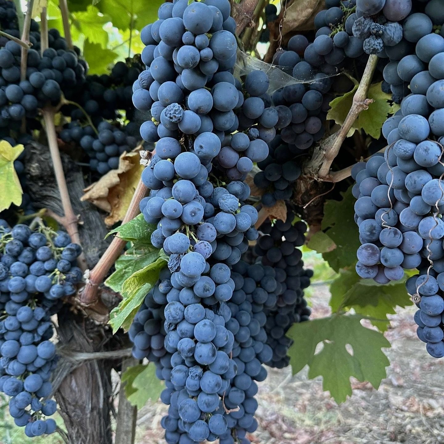 So close!! Did you know, not all wines improve with age. Most wines are meant to be consumed within a few years of bottling, but certain high-quality reds, like Cabernet Sauvignon and our friend, Vinny the Zinfandel vine, can develop more complex fla