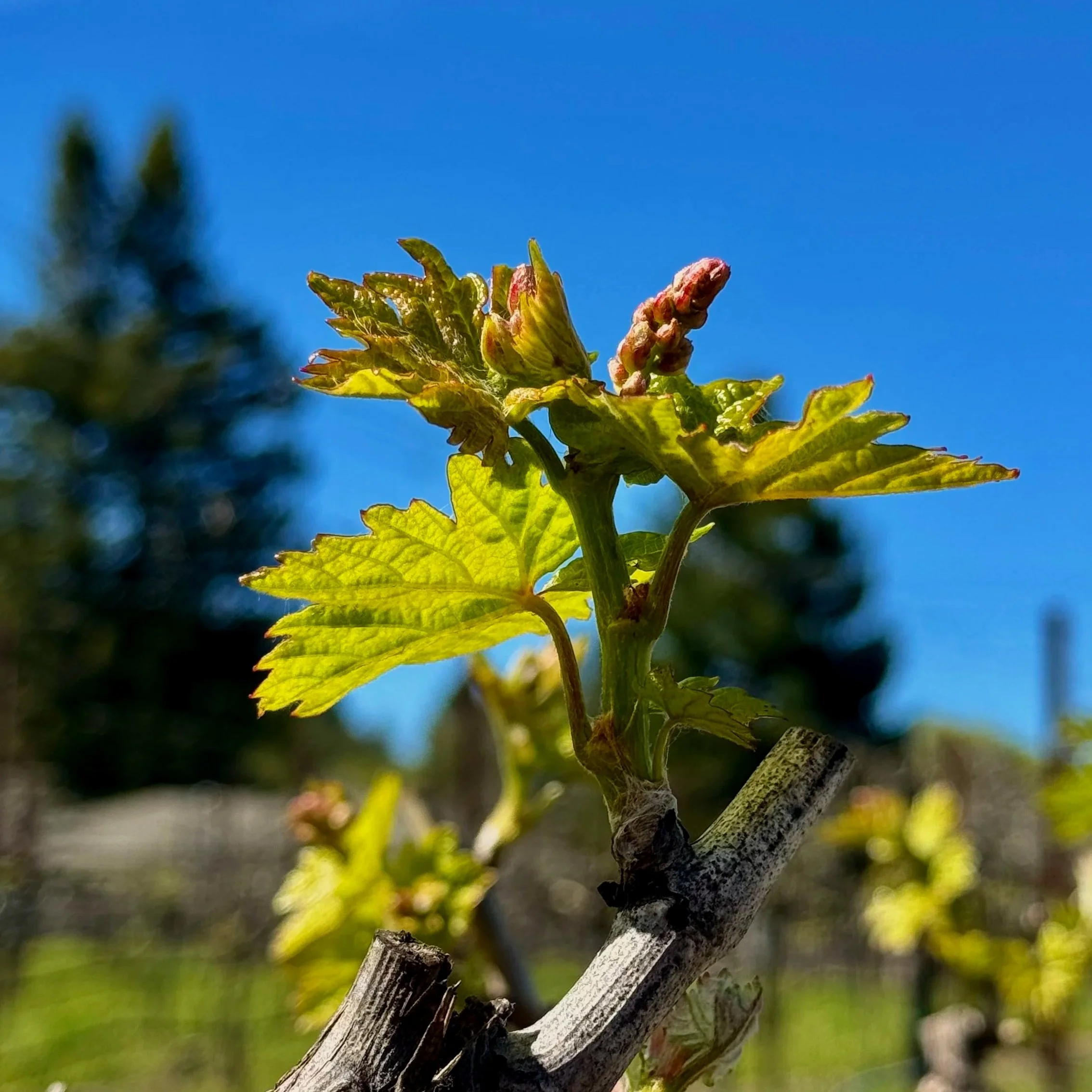 Spring 2025 Newsletter