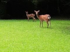 68de6_0001634523_2.jpg