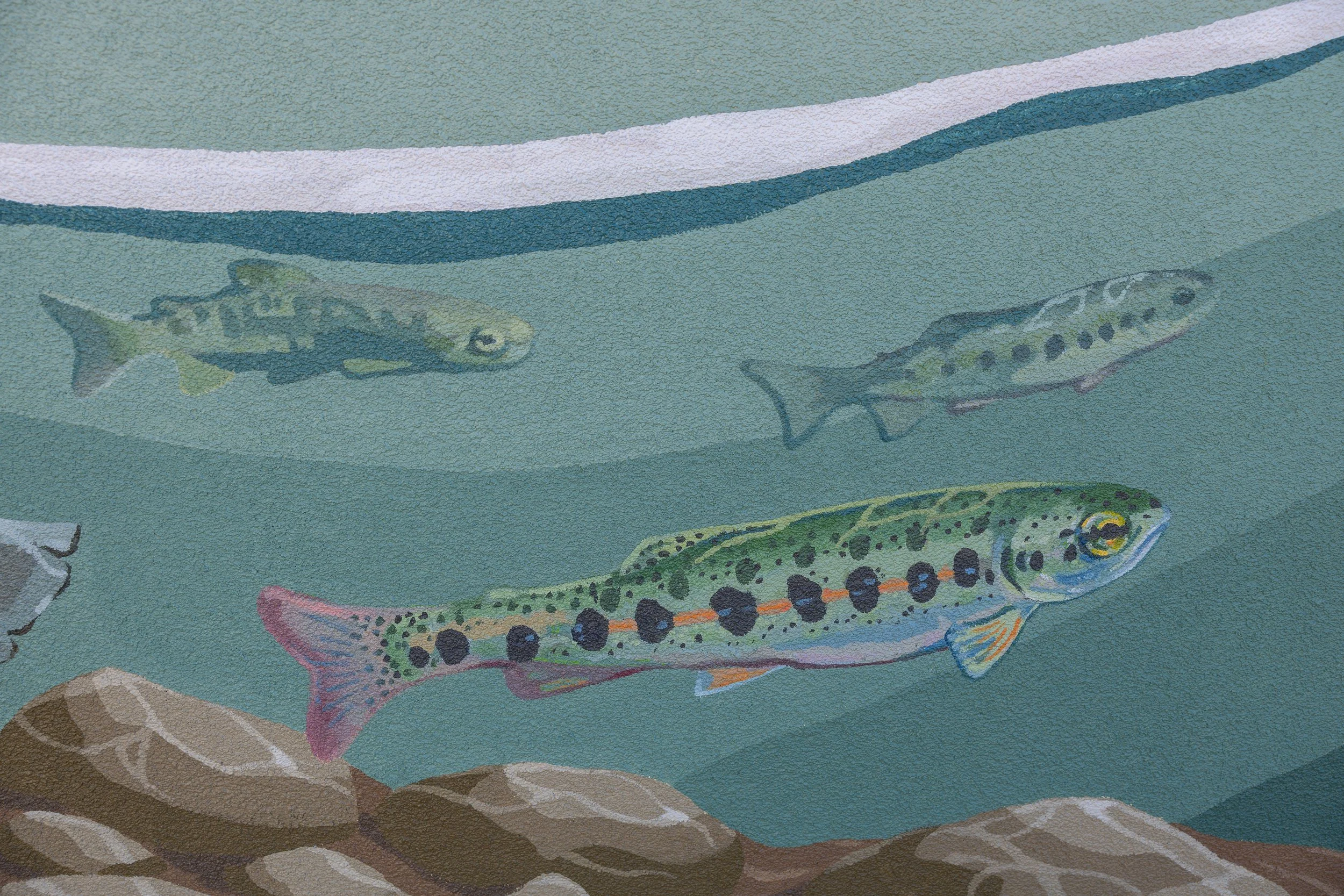 Close up of Main Street Elementary School Mural in Soquel, CA, inspired by local wildlife of Soquel Creek, with fish and rocks under water, by Brittany Costanzo 2026