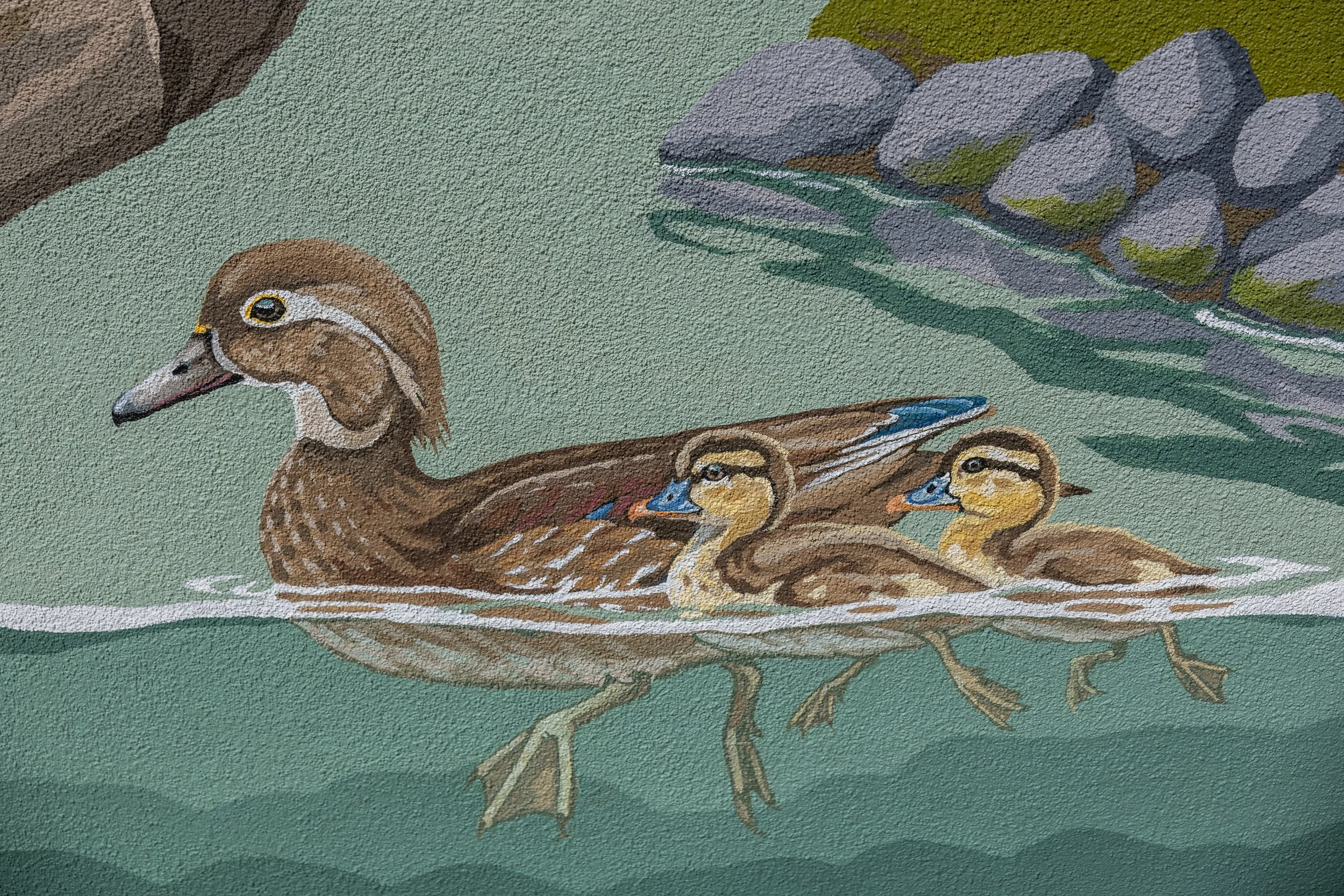 Close up of Main Street Elementary School Mural in Soquel, CA, inspired by local wildlife of Soquel Creek, with ducks, water, and rocks by Brittany Costanzo 2026