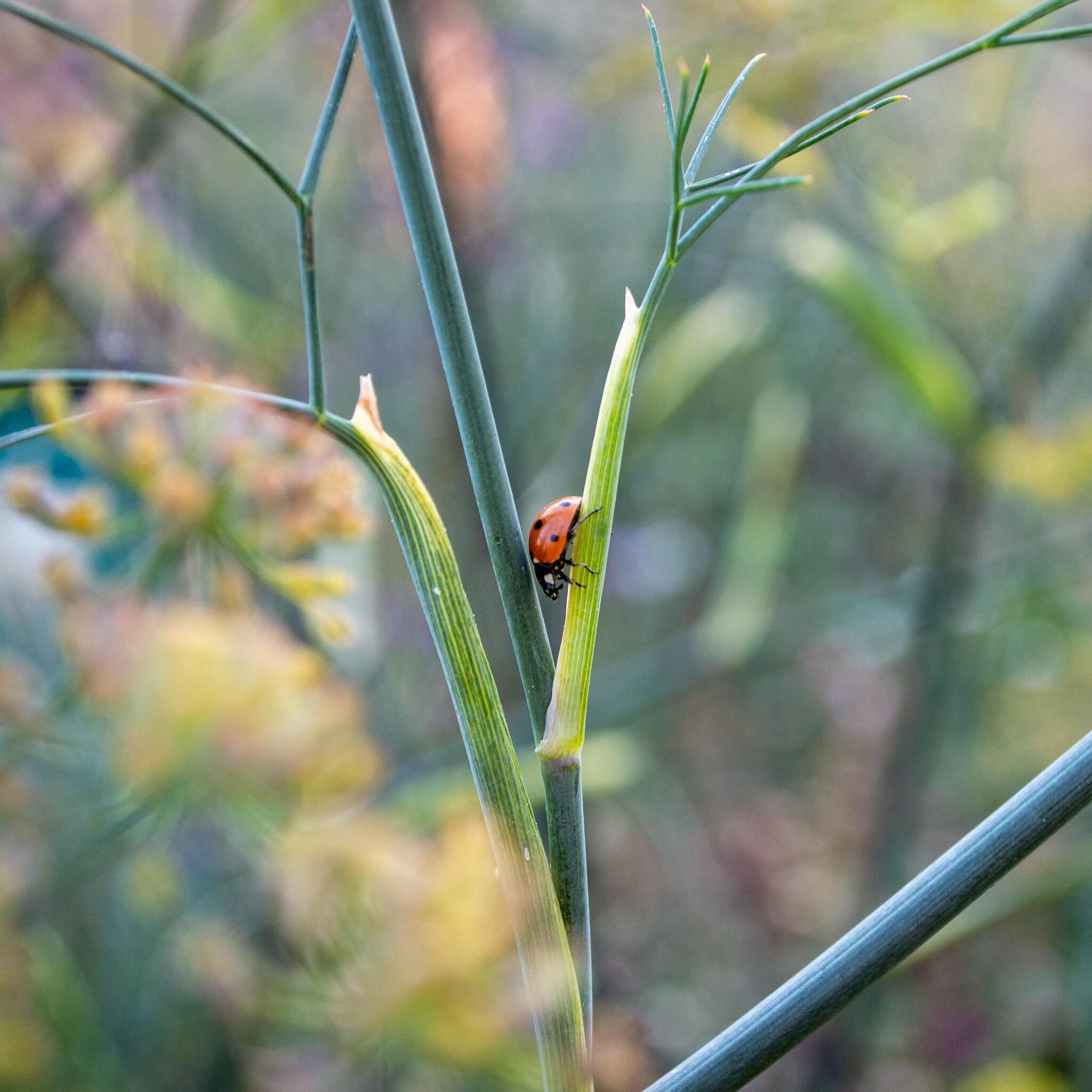 Anyone seen any ladybirds yet? The blackfly are at my Euonymus already. 

Photo from the long hot summer of 2022. 

#walthamstow #walthamstowgarden #ladybird #fennel