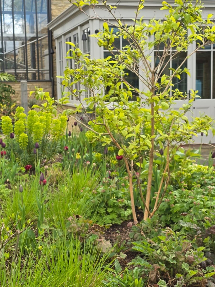 Seriously zingy planting in Oxfordshire. Garden designed by @lucyconochie. Planting by me. Garden care by @lwa_gardens

Zingy Euphorbia wulfenii and E. epithymoides with a couple of different geums and Seslaria autumnalis at the base. A heptacodium b