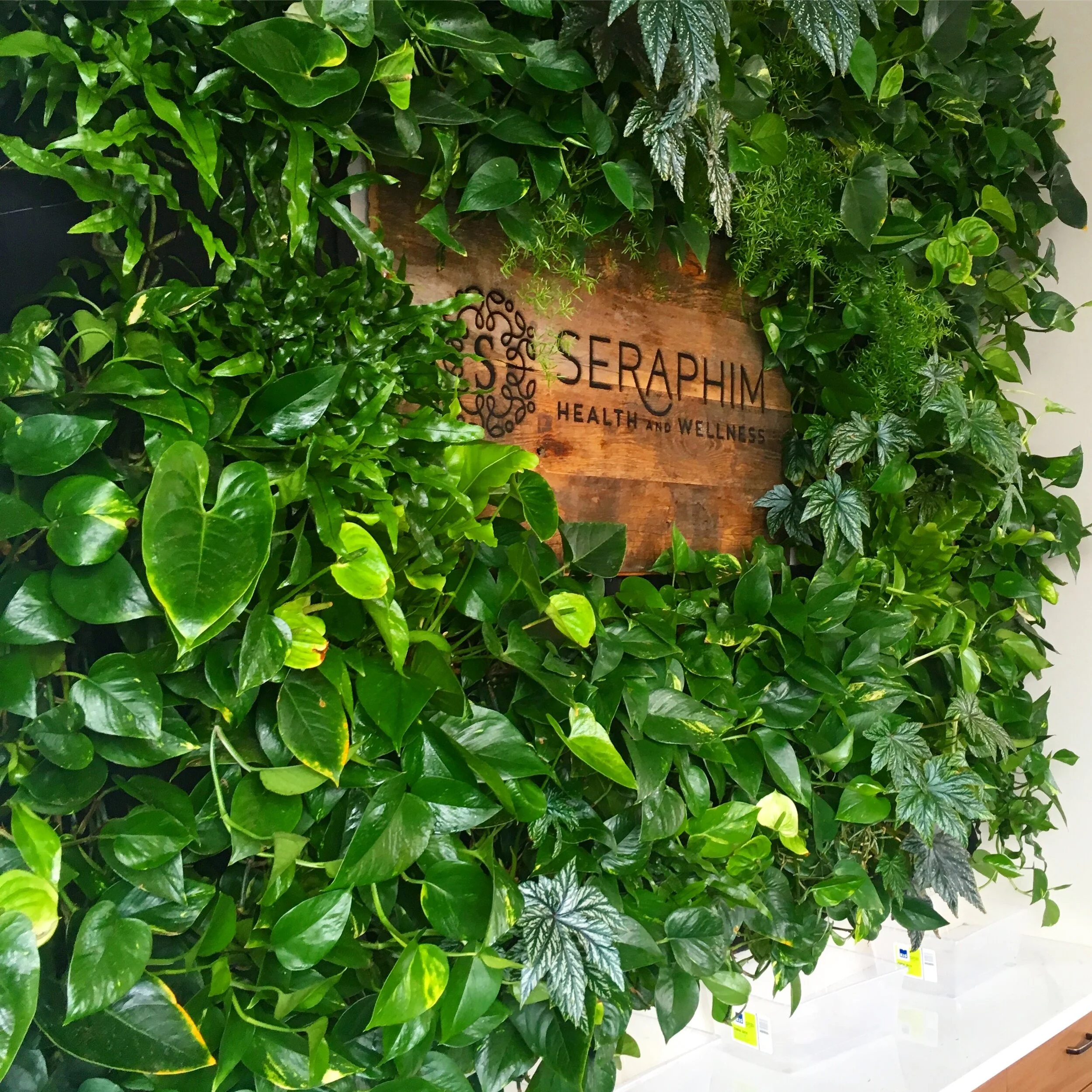 Indoor Office Plants Services — Greenspace Indoor Office Plants Vancouver