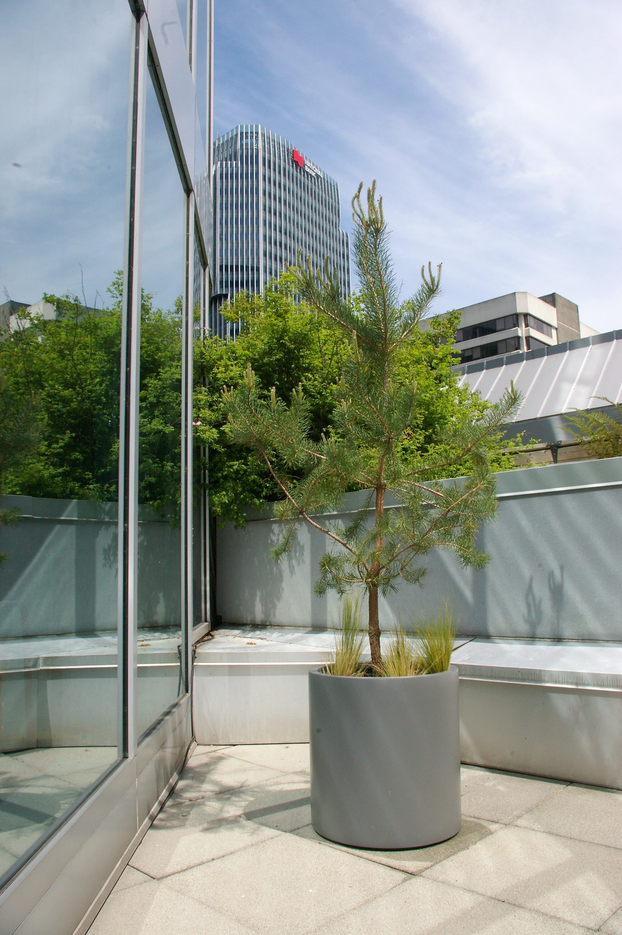 Patio Plants — Greenspace Indoor Office Plants Vancouver