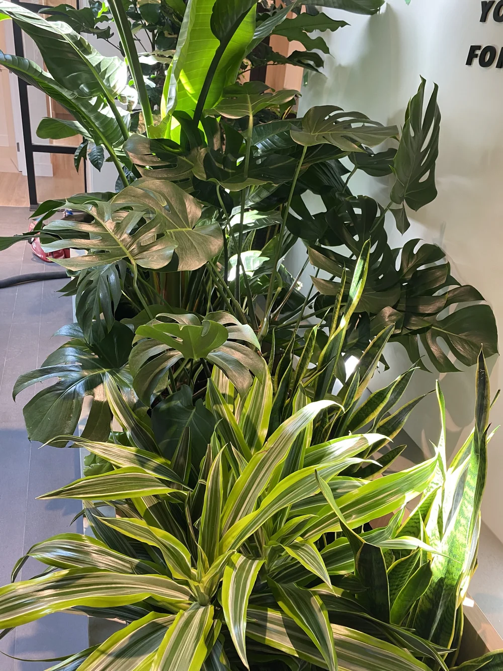 Photos — Greenspace Indoor Office Plants Vancouver