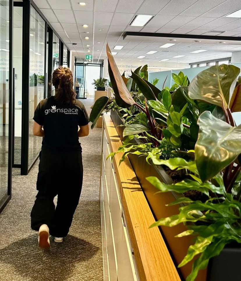 How Much Does a Commercial Indoor Plant Service Cost?