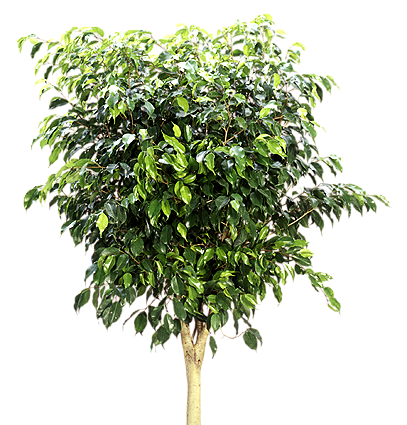 Weeping Fig (Ficus benjamina standard) | large