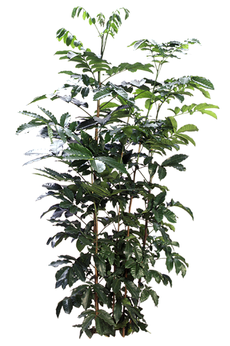 Natal Mahogany (Trichilia emetica) | medium, large
