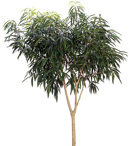 Ficus Alii Tree (Ficus maclellandii ‘Alii’) | Medium, Large