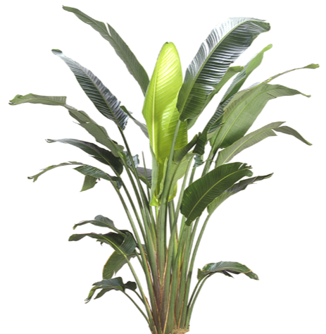 Bird of Paradise (Strelitzia nicolai) | Medium, Large