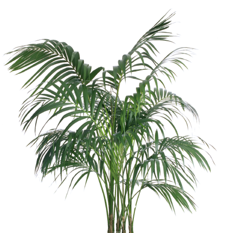 Kentia Palm (Howea forsteriana) | Medium, Large