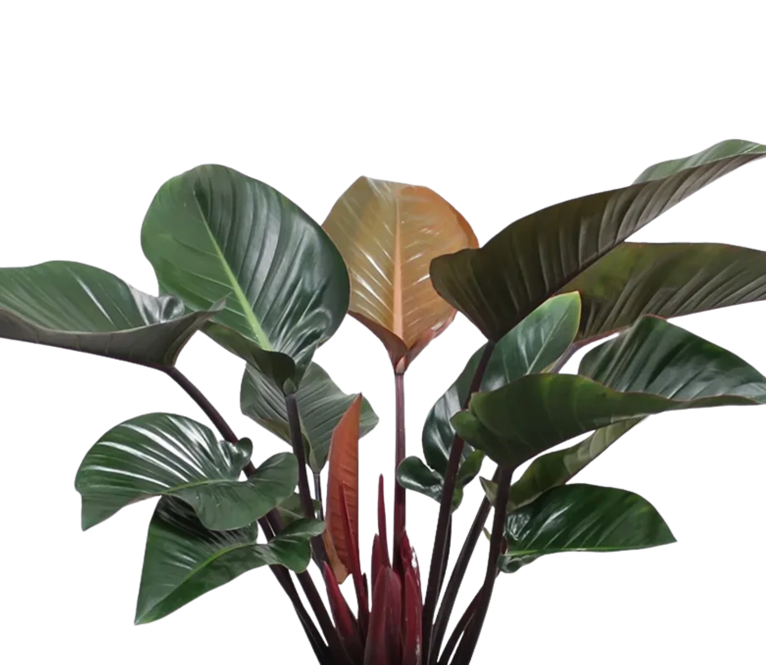 Congo Rojo Philodendron (Philodendron ‘Congo Rojo’) | small, medium