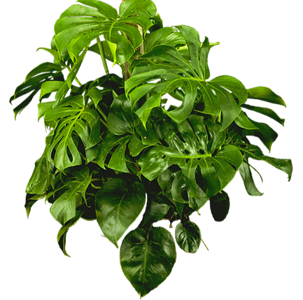 Split-Leaf Philodendron (Monstera deliciosa) | medium