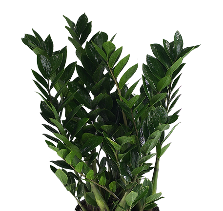 ZZ Plant (Zamioculcas zamiifolia) | small, medium