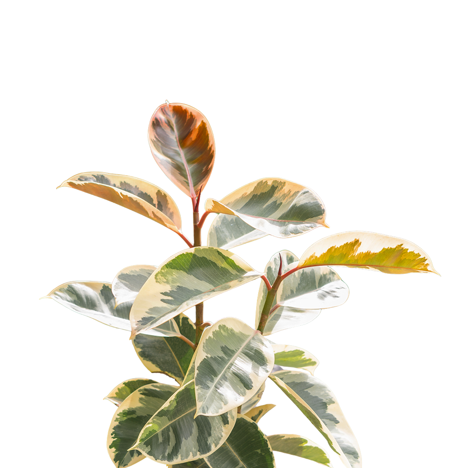Variegated Rubber Plant (Ficus elastica) | small, medium
