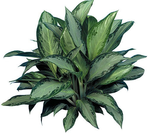 Silver Bay Chinese Evergreen (Aglaonema ‘Silver Bay’) | small, medium