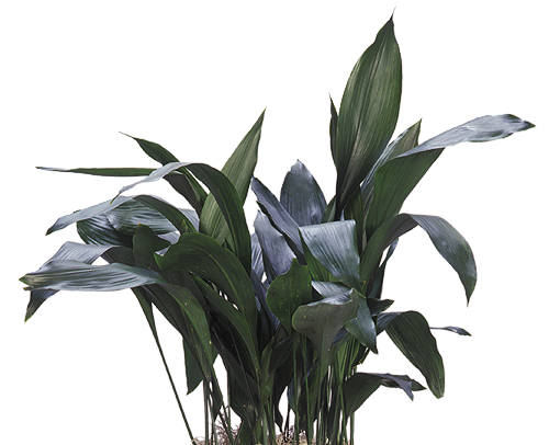 Cast Iron Plant (Aspidistra elatior) | small, medium