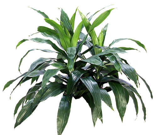 Janet Craig Dracaena (Dracaena fragrans ‘Janet Craig’) | medium