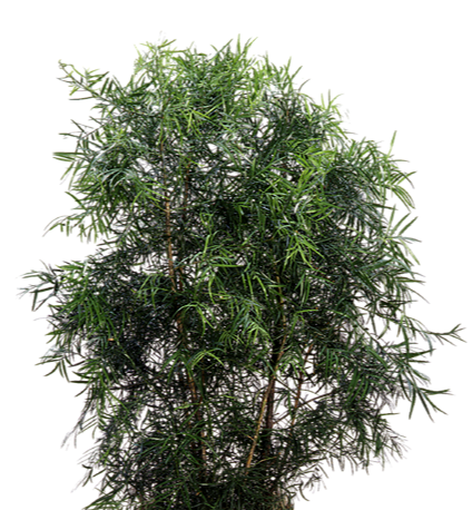 Weeping Fern Pine (Podocarpus gracilior "weeping") | medium, large