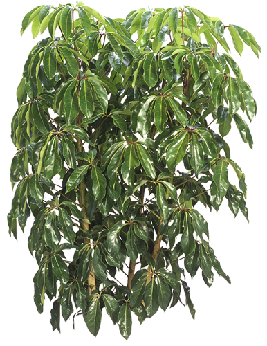 Schefflera Amate (Schefflera actinophylla) | medium, large 