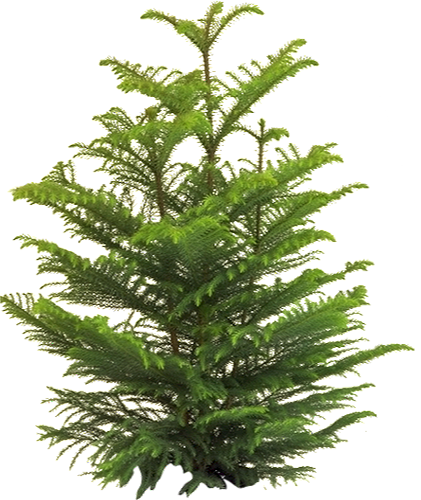 Norfolk Island Pine (Araucaria heterophylla) | large