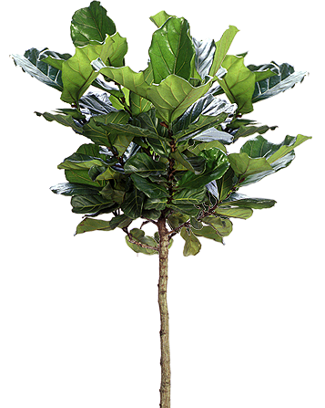 Fiddle Leaf Fig Tree (Ficus lyrata standard) | Medium, Large