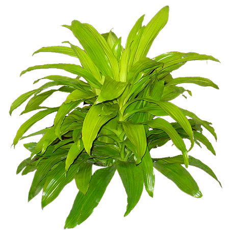 Limelight Dracaena (Dracaena fragrans ‘Limelight’) | medium