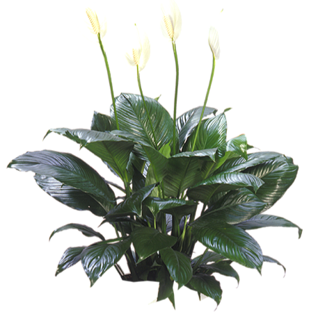 Peace Lily (Spathiphyllum) | small, medium