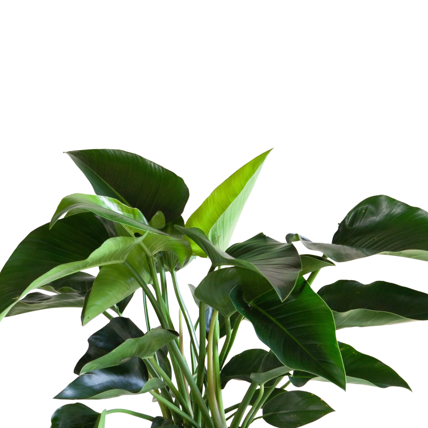 Green Congo (Philodendron tatei Green Congo) | medium