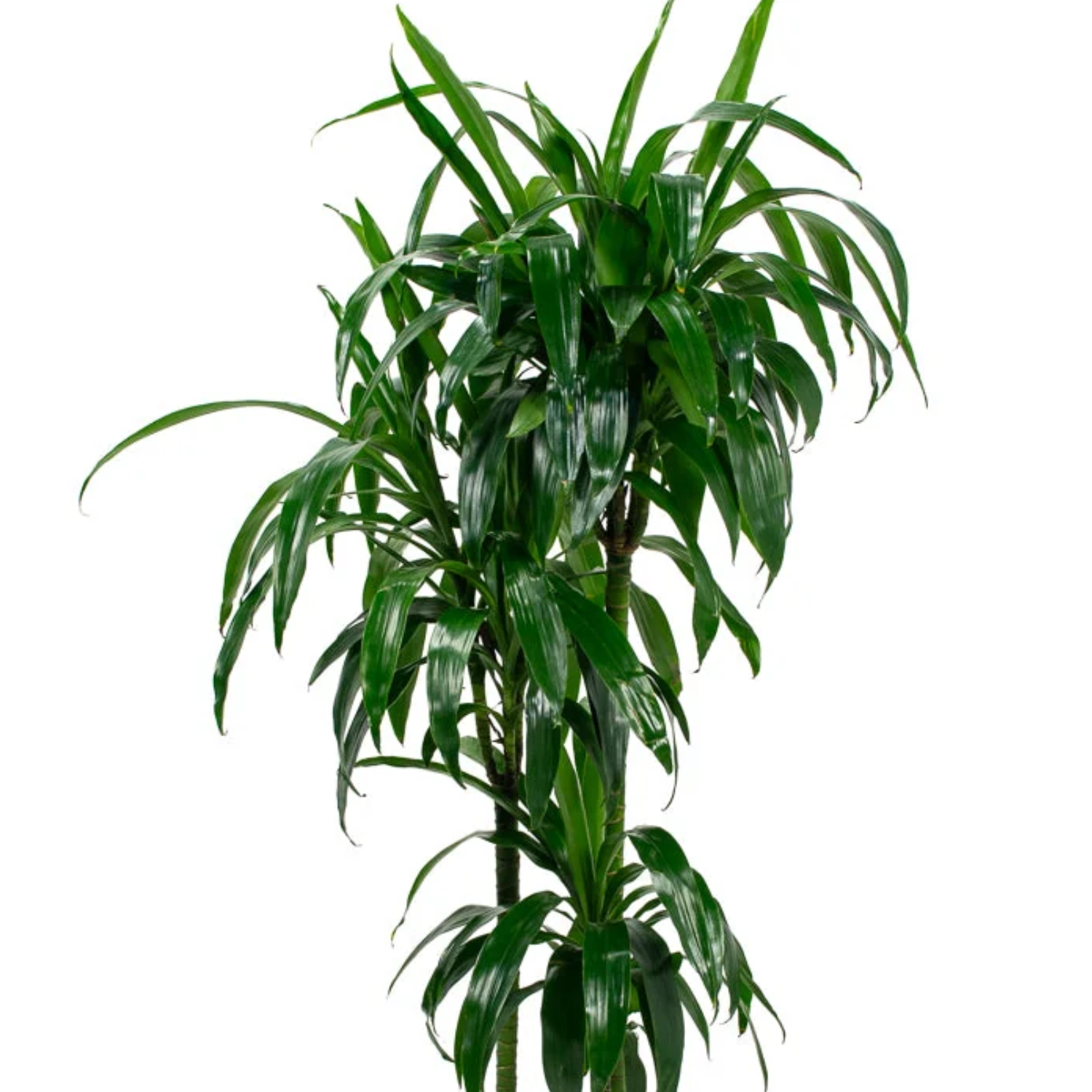 Dracaena Lisa cane ( Dracaena deremensis 'Lisa') | large