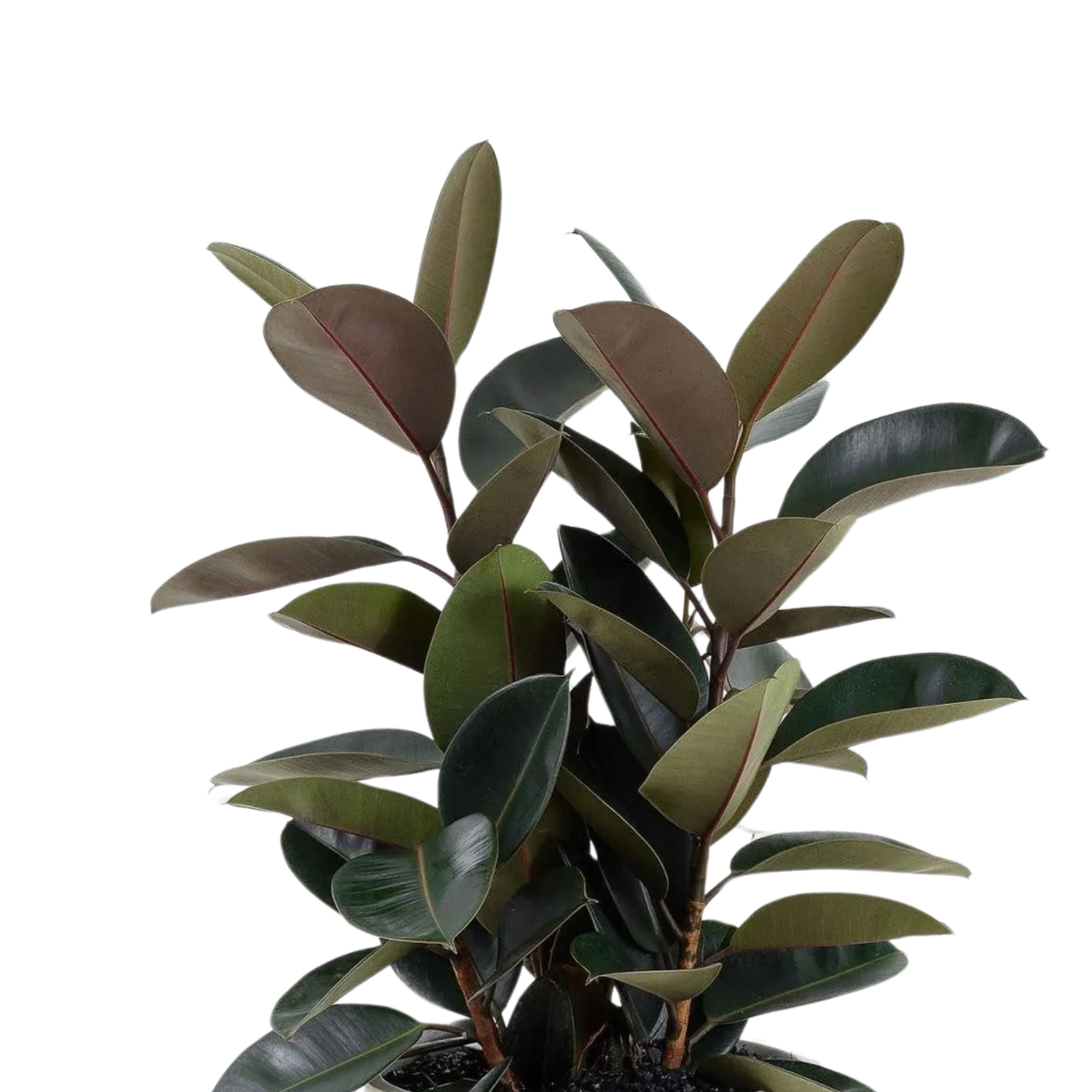 Burgundy Rubber Plant (Ficus elastica ‘Burgundy’) | medium, large