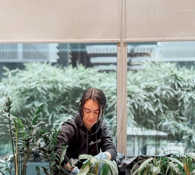 A woman in black clothing tending to indoor plants near large windows in a modern building.